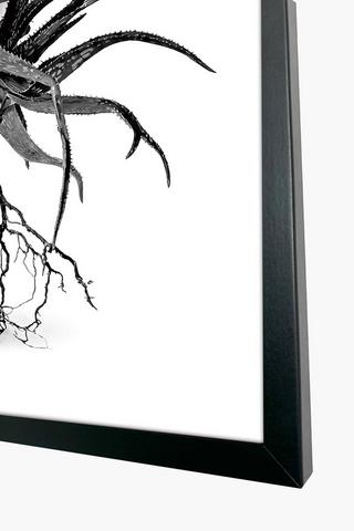 Framed Aloe Canvas, 60x90cm