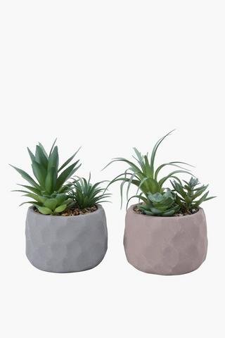 Assorted Succulent In Hive Pot, 9x18cm