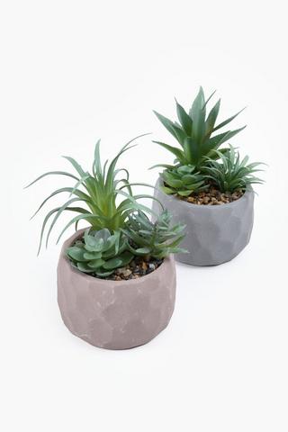 Assorted Succulent In Hive Pot, 9x18cm