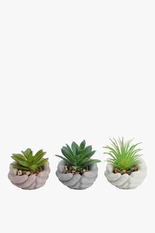 Assorted Succulents In Hand Pot,