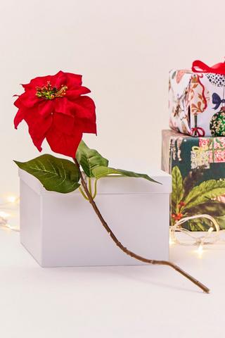 Poinsettia Single Stem, 50cm