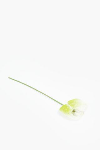 Anthurium Lily Single Stem, 60cm