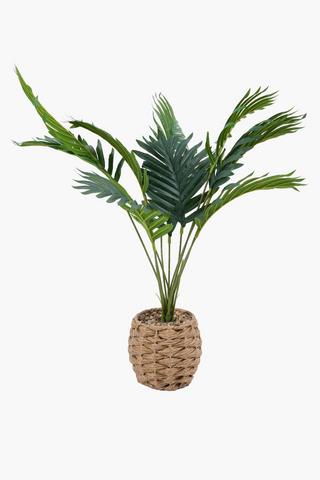 Fern In Woven Pot, 13x63cm