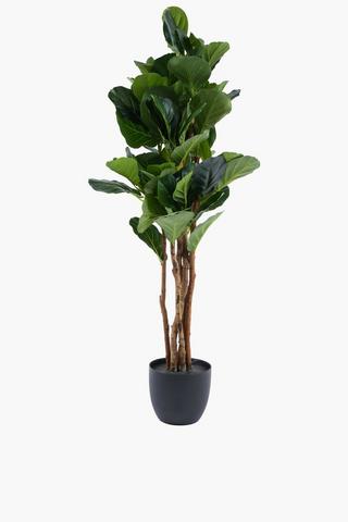 Fiddle Leaf Tree, 120cm