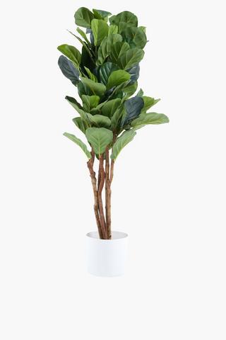 Fiddle Board Leaf Tree, 120cm