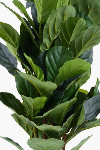 Fiddle Board Leaf Tree, 120cm
