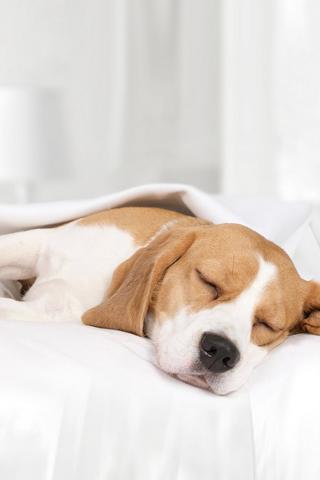 Feather Like Soft Touch Standard Pillow