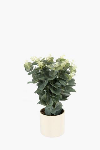 Gum Leaf Bush Potted Plant