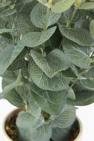 Gum Leaf Bush Potted Plant