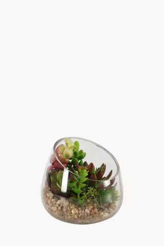 Tropical Succulent In Glass Pot
