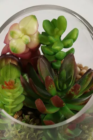 Tropical Succulent In Glass Pot