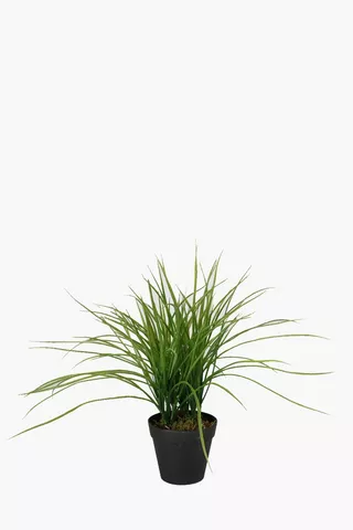 Grass Potted