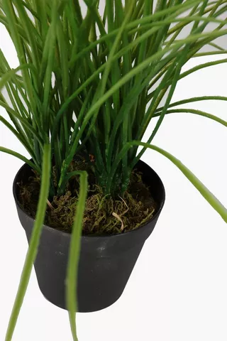 Grass Potted