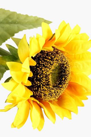 Sunflower Single Stem