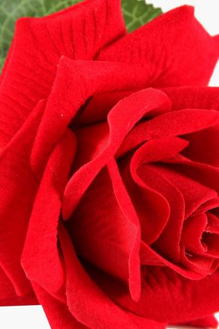 Elegant Rose Single Stem