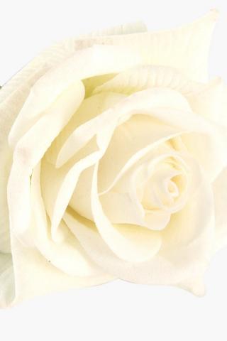 Elegant Rose Single Stem