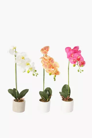 Assorted Orchid In Plastic Pot
