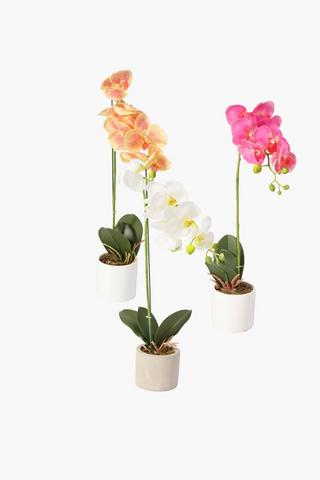 Assorted Orchid In Plastic Pot