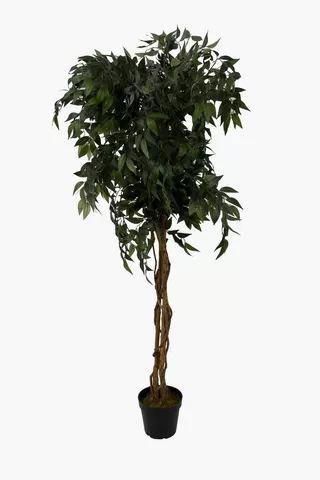 Ficus Tree Large