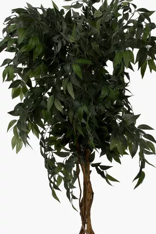 Ficus Tree Large