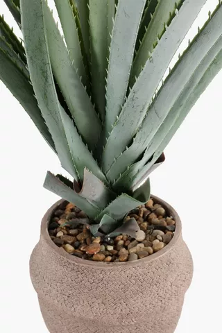 Aloe In Woven Pot