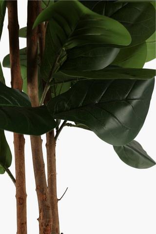 Fiddle Leaf Fig Tree