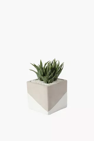 Aloe In 2 Tone Cement Pot