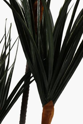 Yucca Tree