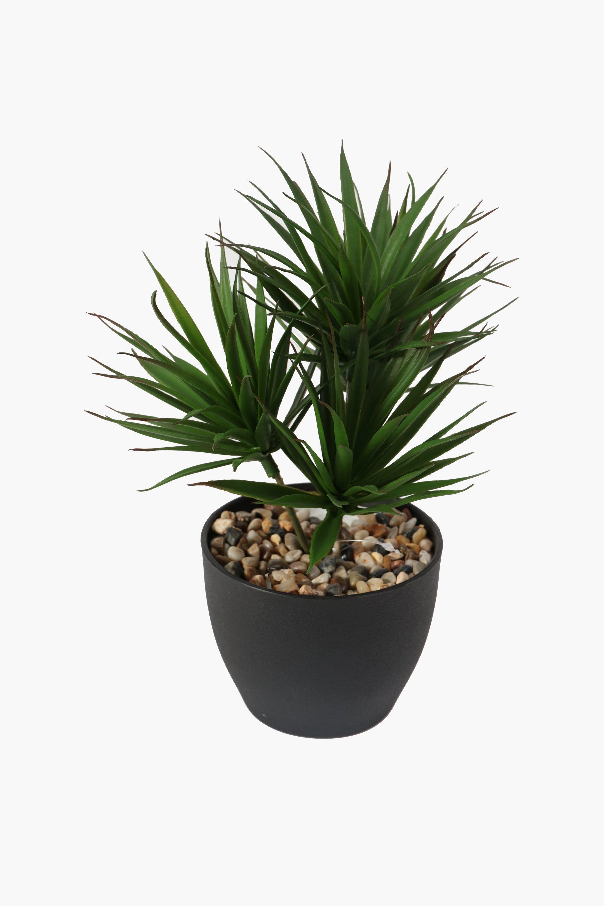 Mini Yucca Tree