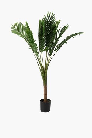 Palm Tree, Medium