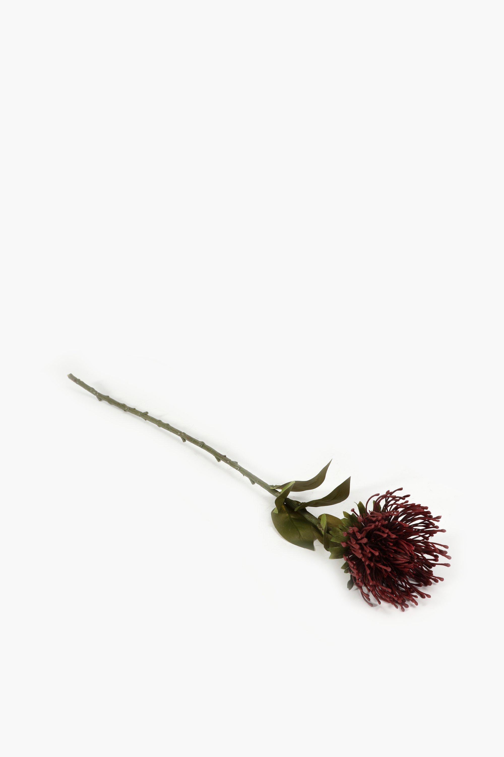 Pincushion Protea Single Stem
