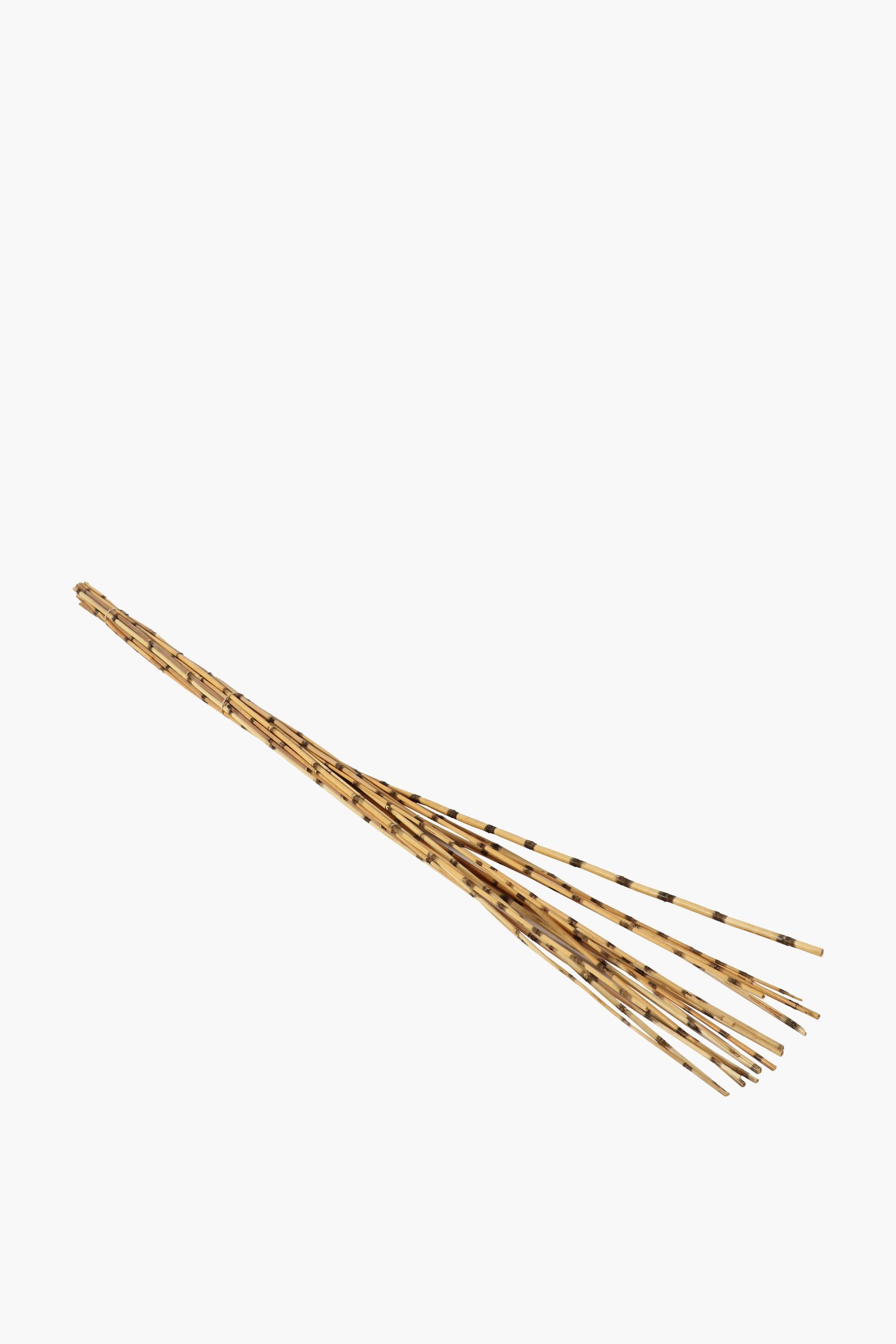 Zebra Reed Grass, Medium