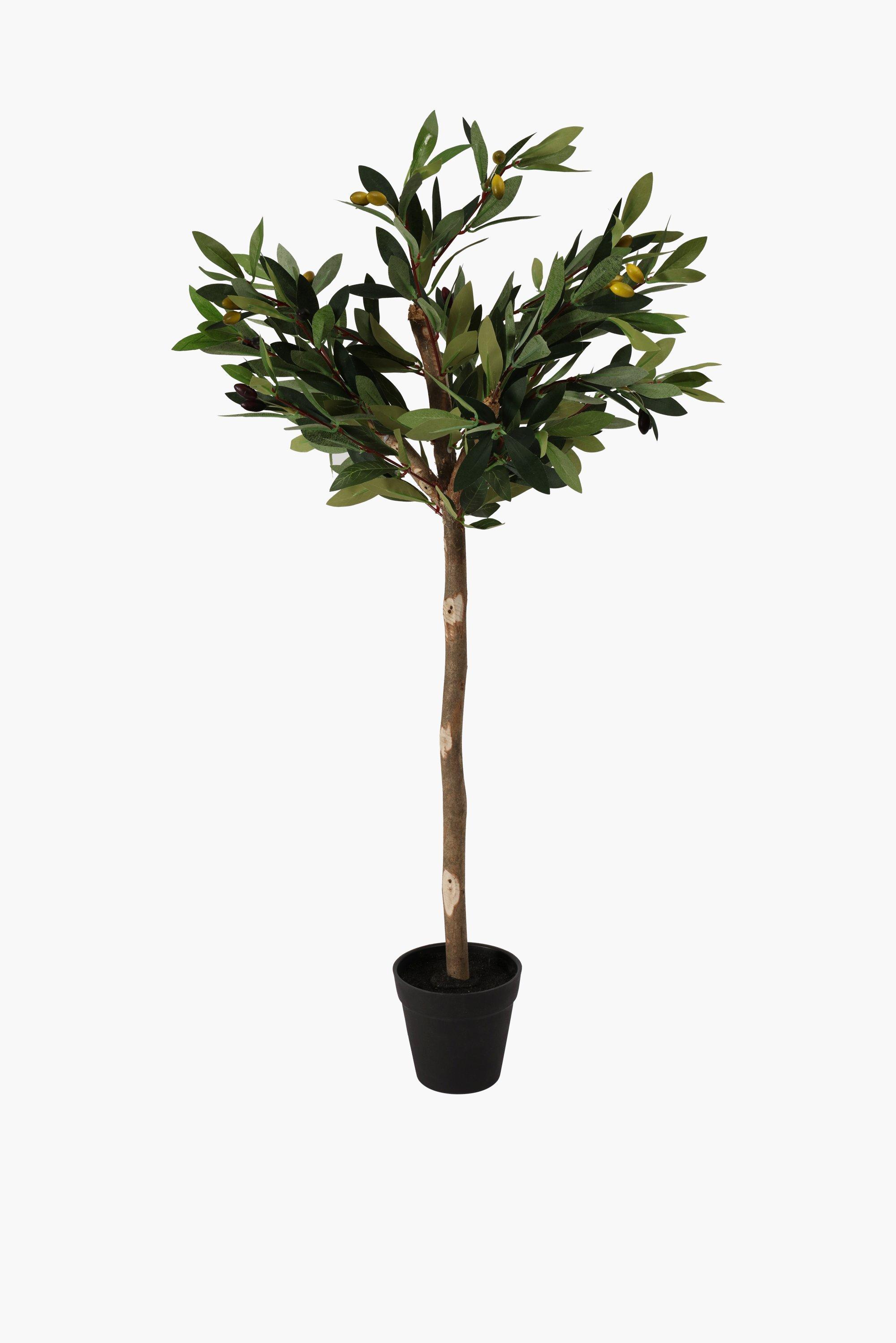 Potted Olive Tree, Medium