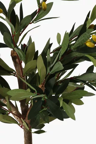 Potted Olive Tree, Medium