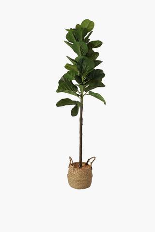 Woven Basket Fiddle Tree, Medium