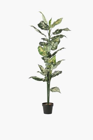 Variegated Leaf Tree