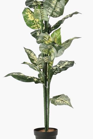 Variegated Leaf Tree