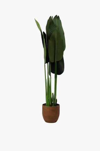 Potted Banana Palm