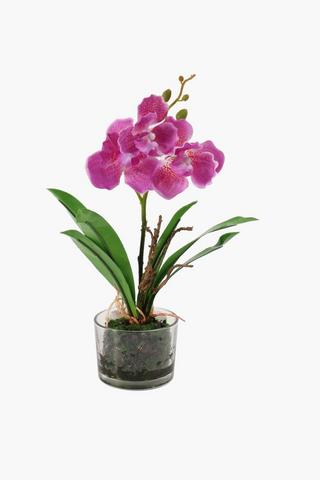 Glass Potted Mini Orchid