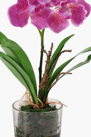 Glass Potted Mini Orchid