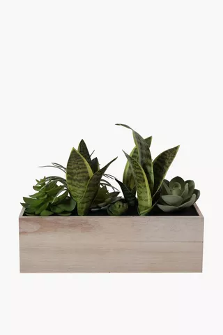 Succulents In Wooden Box
