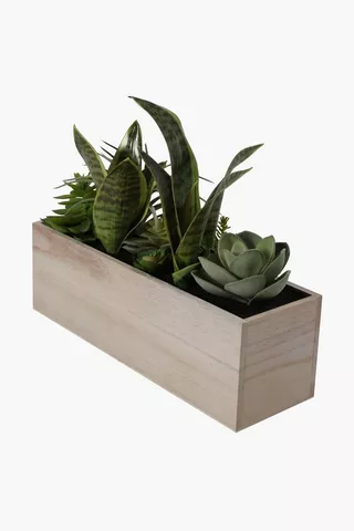 Succulents In Wooden Box