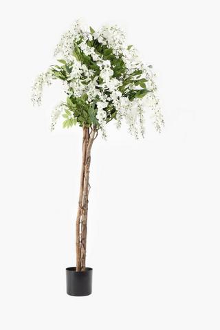 Potted Wisteria Tree