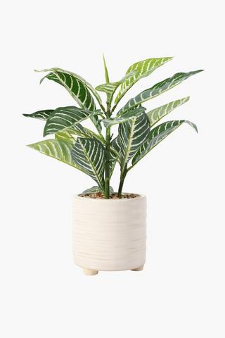 Ceramic Potted Vareigated Plant