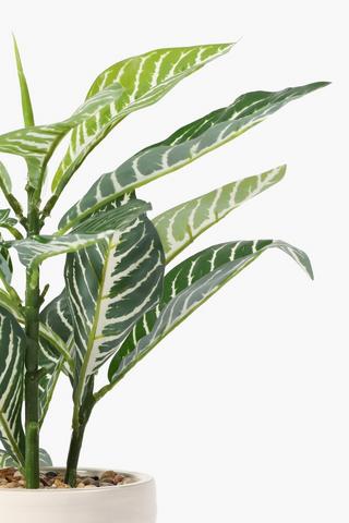Ceramic Potted Vareigated Plant