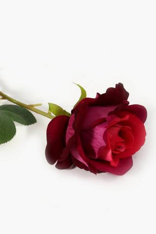 Elegant Rose Single Stem