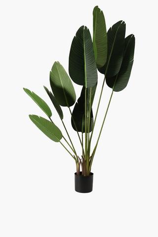 Banana Palm Tree, Large