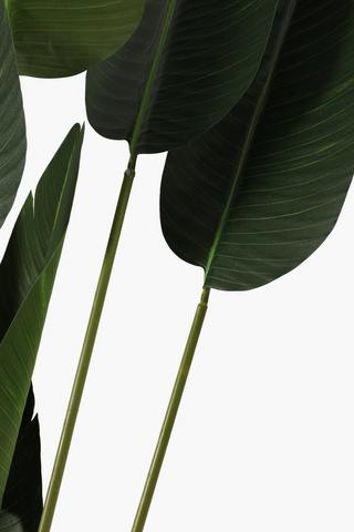 Banana Palm Tree, Large