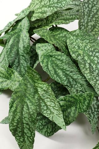 Begonia Leaf Filler