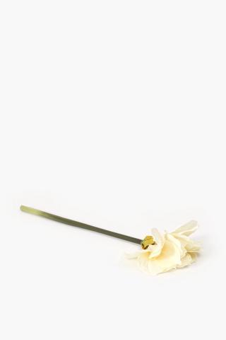 Amaryllis Single Stem